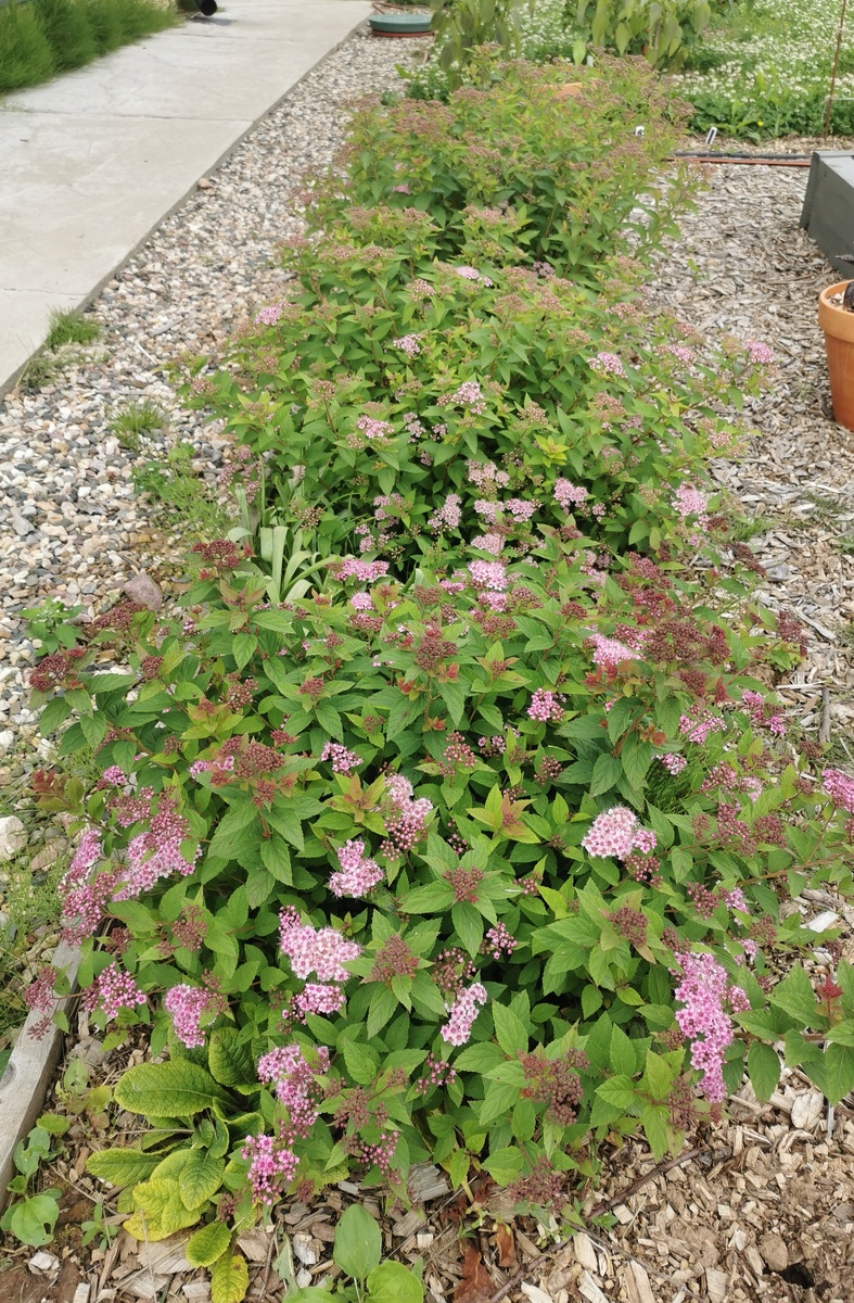 Спирея японская - кто в лес, кто - по дрова