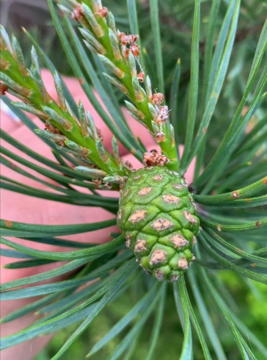 По полезным свойствам варенье из сосновых шишек — настоящий клад.