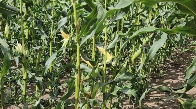    Фото: Правительство Свердловской области