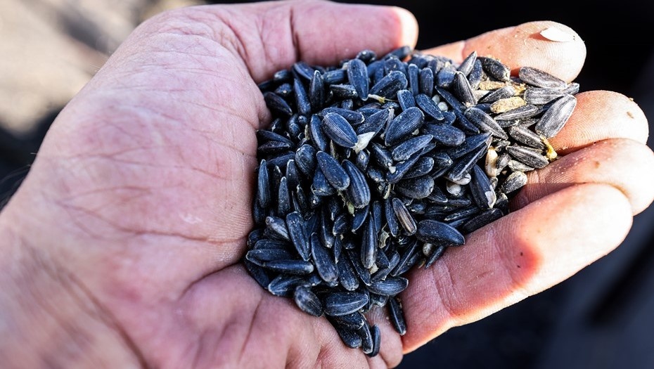    Автор фото: Сергей Мальгавко / ТАСС