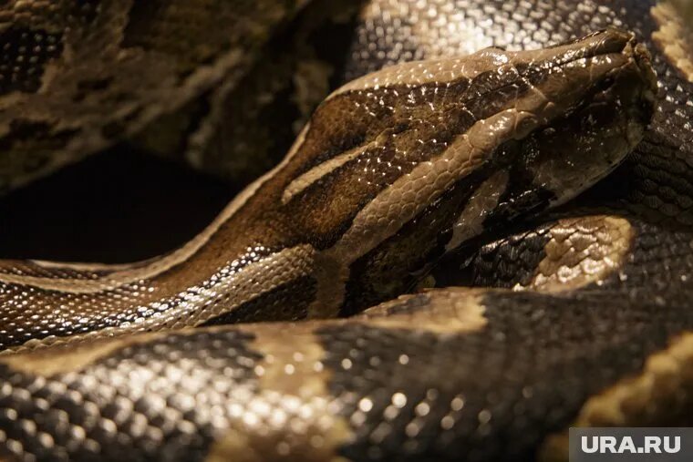 В здании установят оборудование для проживания морских животных, змей и рептилий. Фото: Анастасия Яковлева © URA.RU