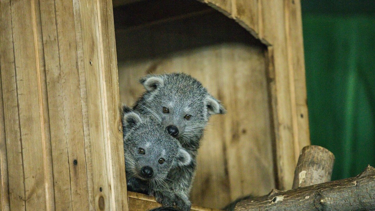     Автор: А. Лаптенко Источник: Новосибирский зоопарк