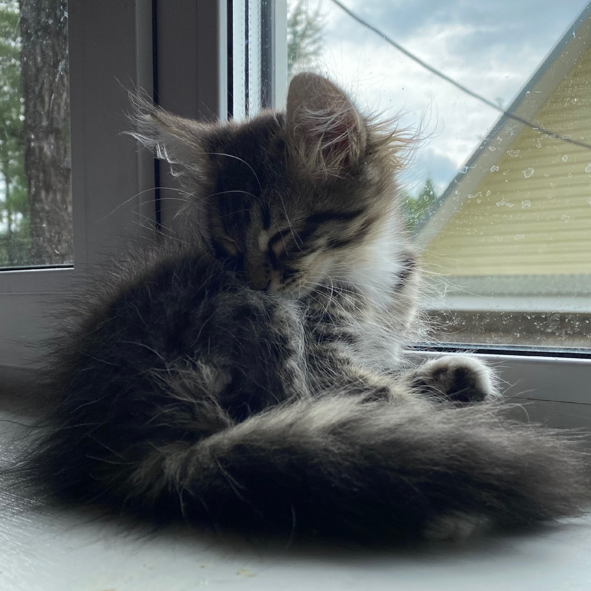 Белка любит дремать на подоконнике 