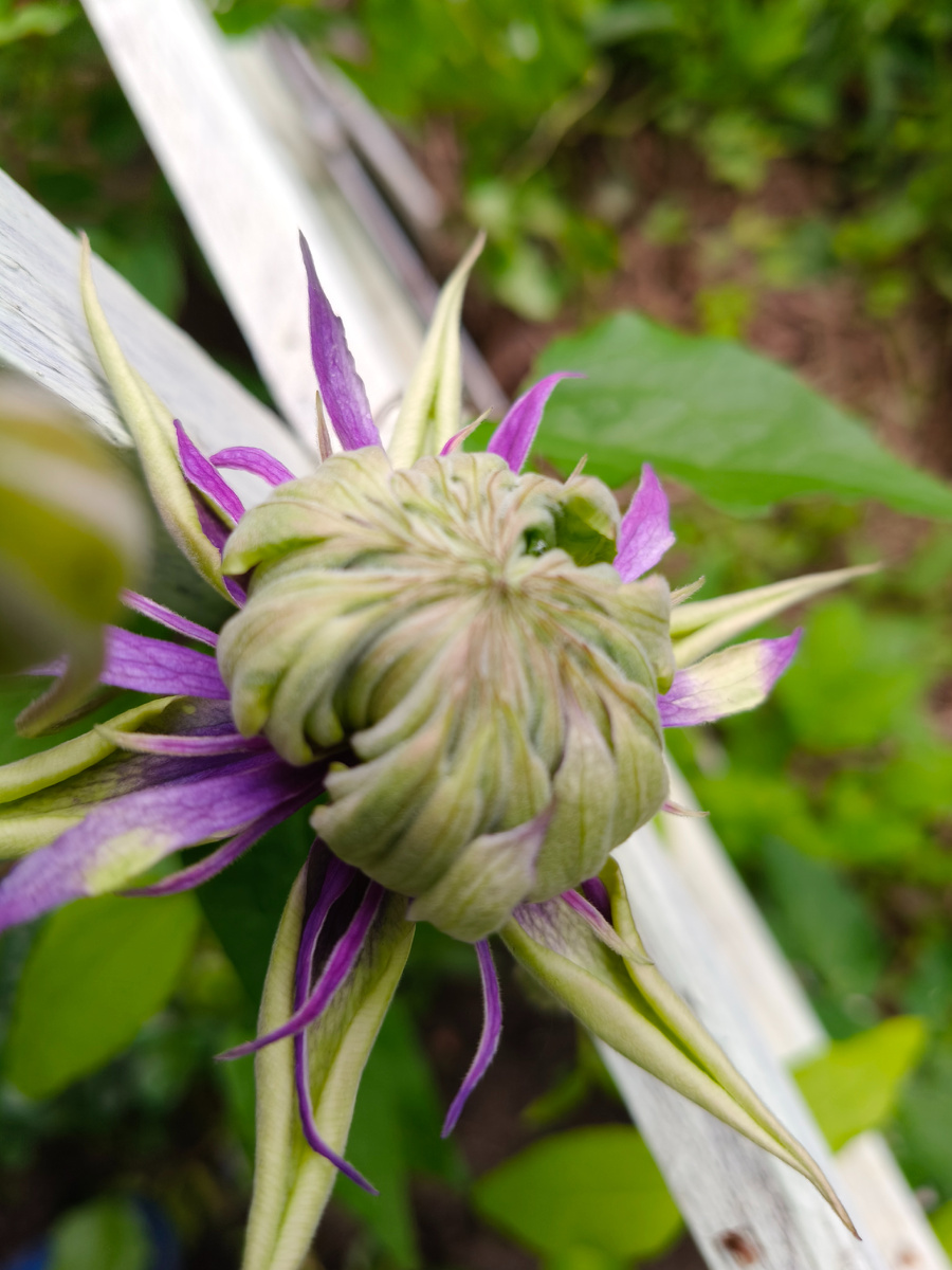 Taiga  в полуроспуске. Этот удивительный сорт объединяет в себе несколько цветов и их оттенков. 