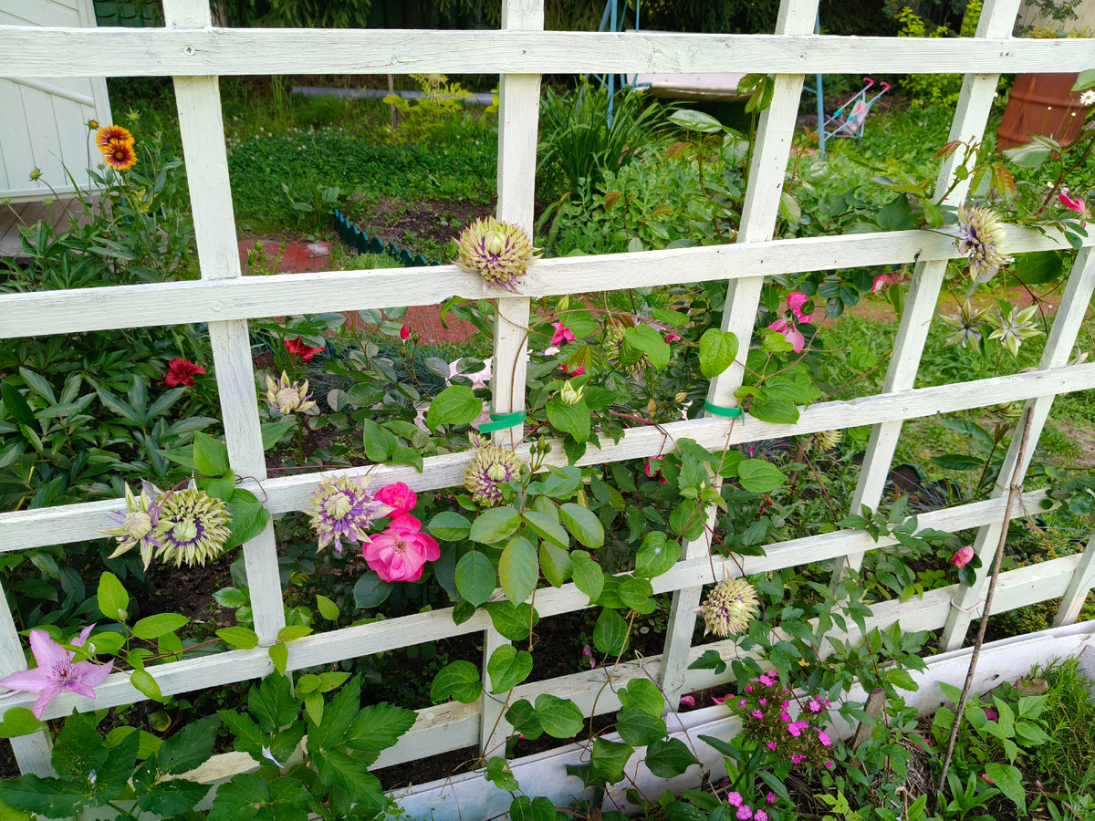 Цветок в полном роспуске. 