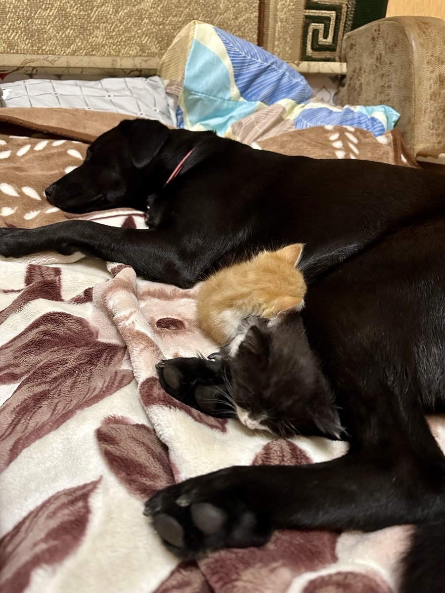 Фото автора. "Потенциальная угроза" спит с котятами.