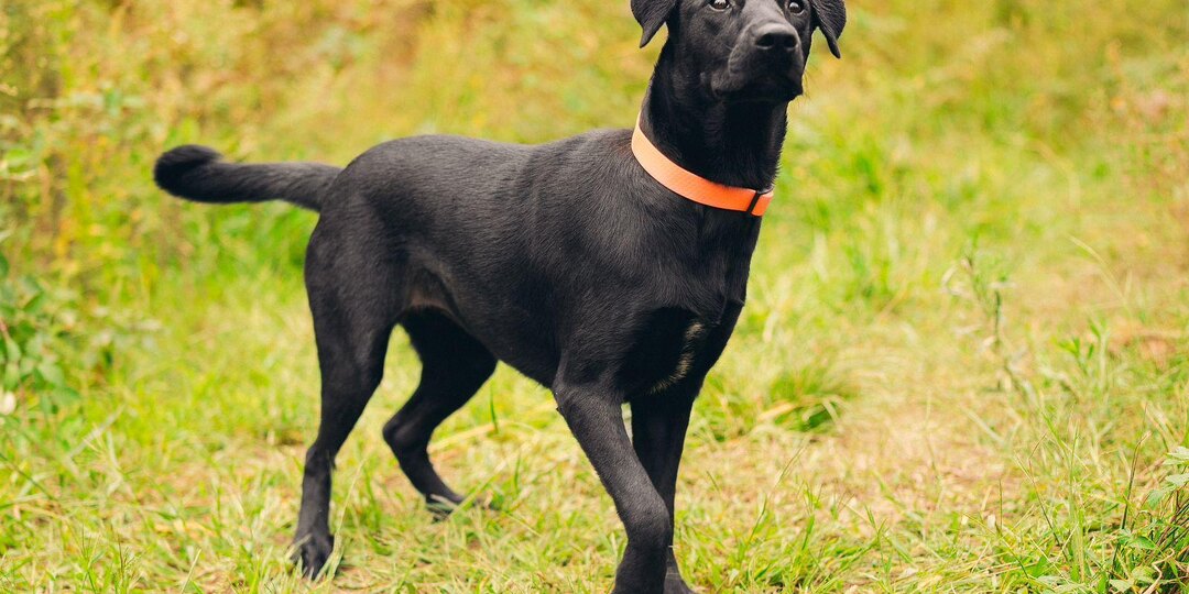 Собак ограничили, а диких людей — нет. Кто тут реально опасен?