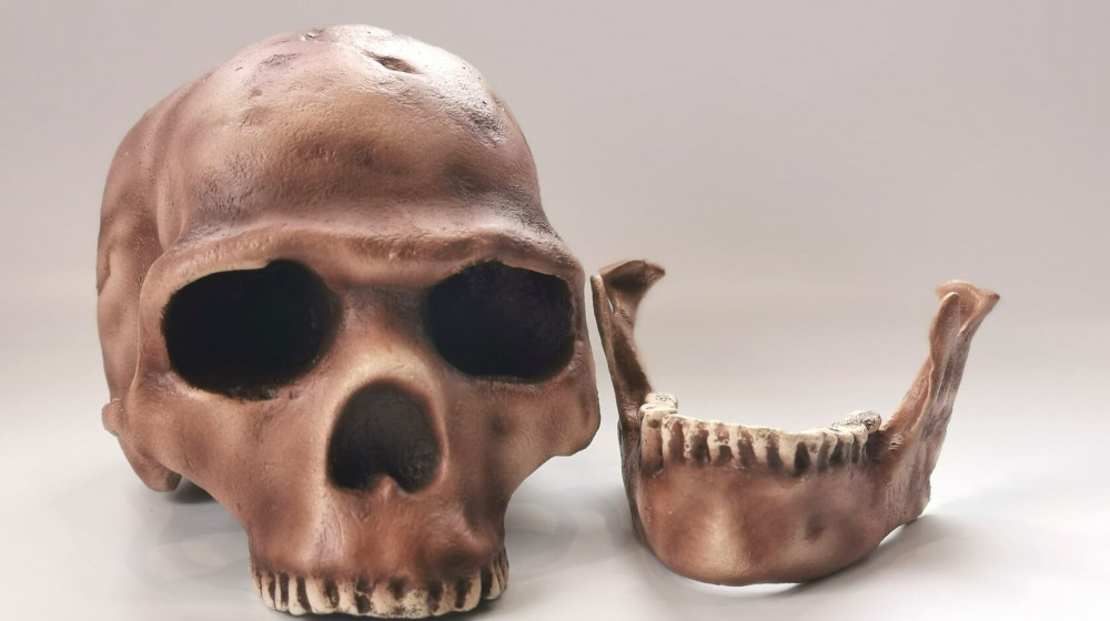    Тайна вытянутых черепов Паракаса скрывает лик неизвестной расы