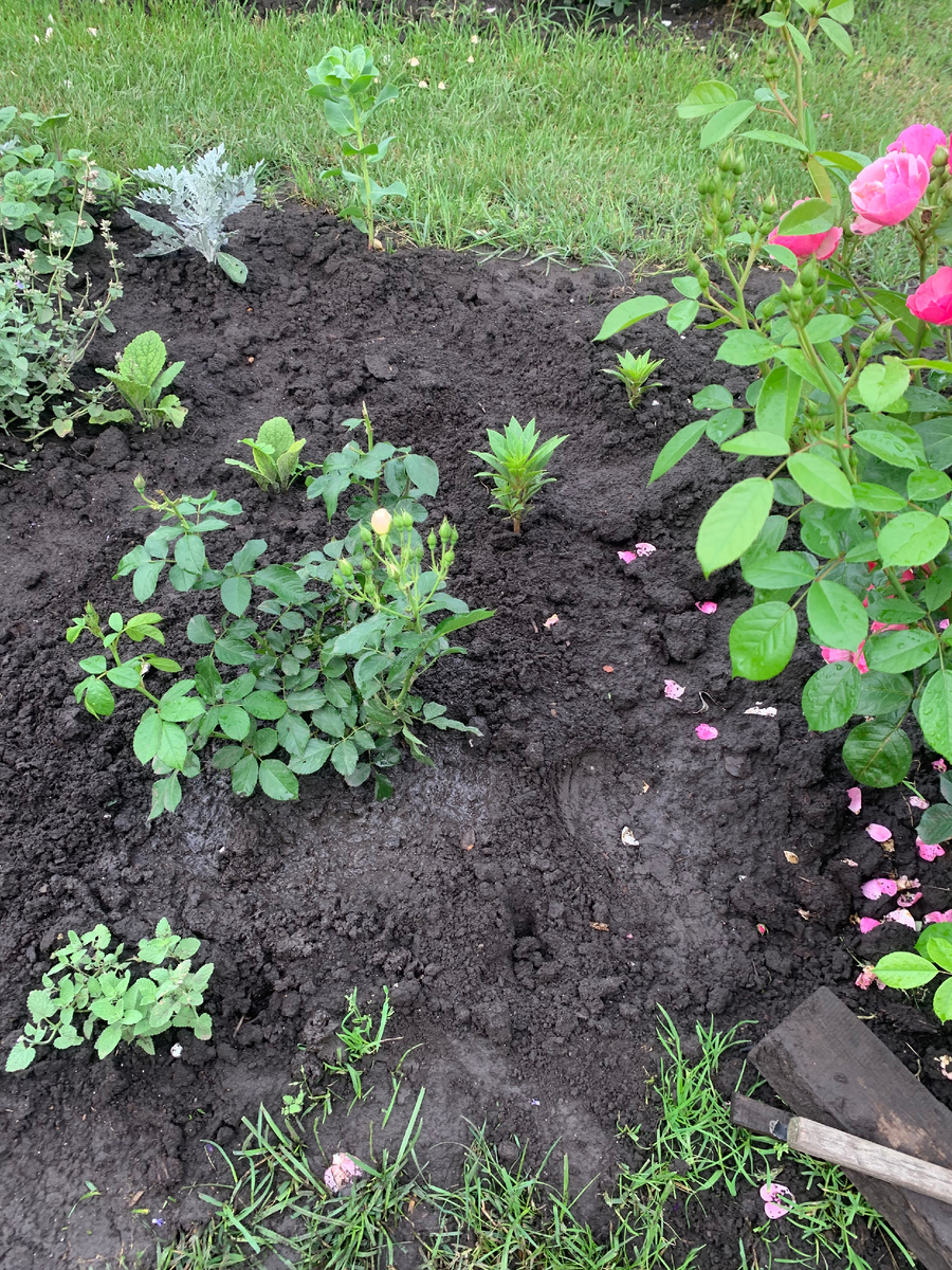 роза Буке Парфе.