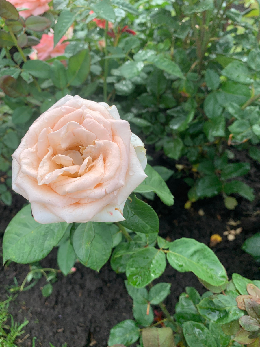 роза Осиана, все фото автора.