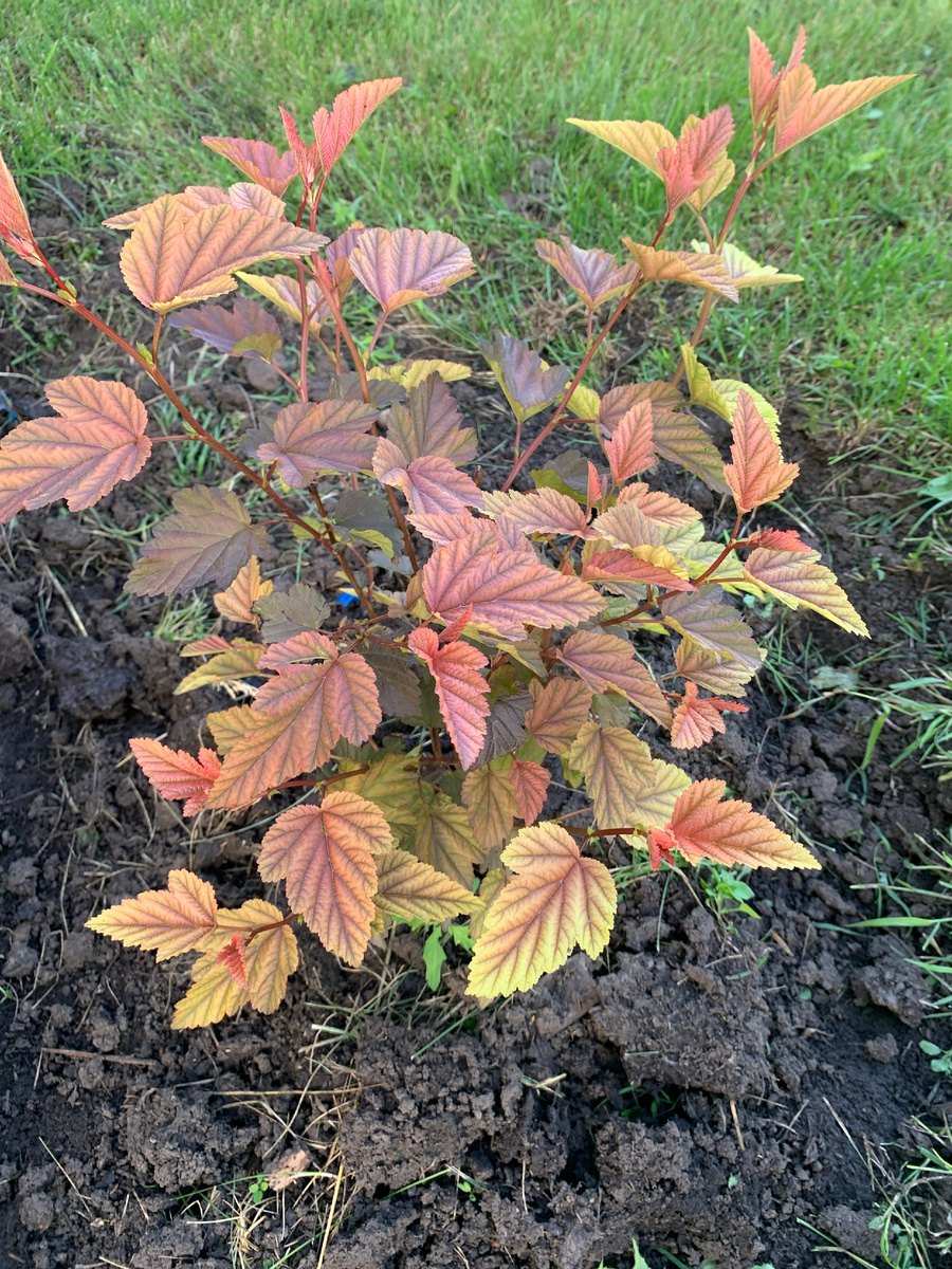 Пузыреплодник "Леди в красном", все фото автора