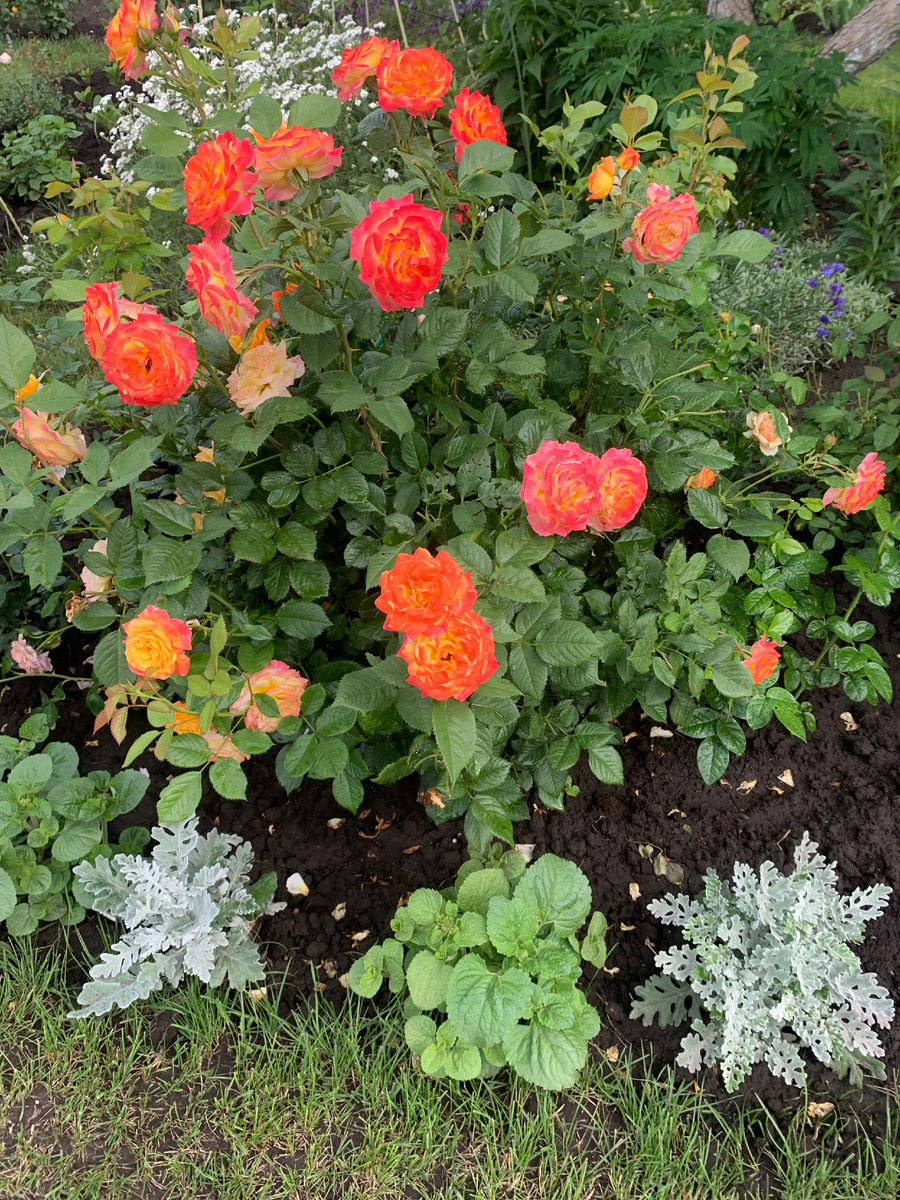 1. роза Гартеншпас, все фото автора сезона 2025.