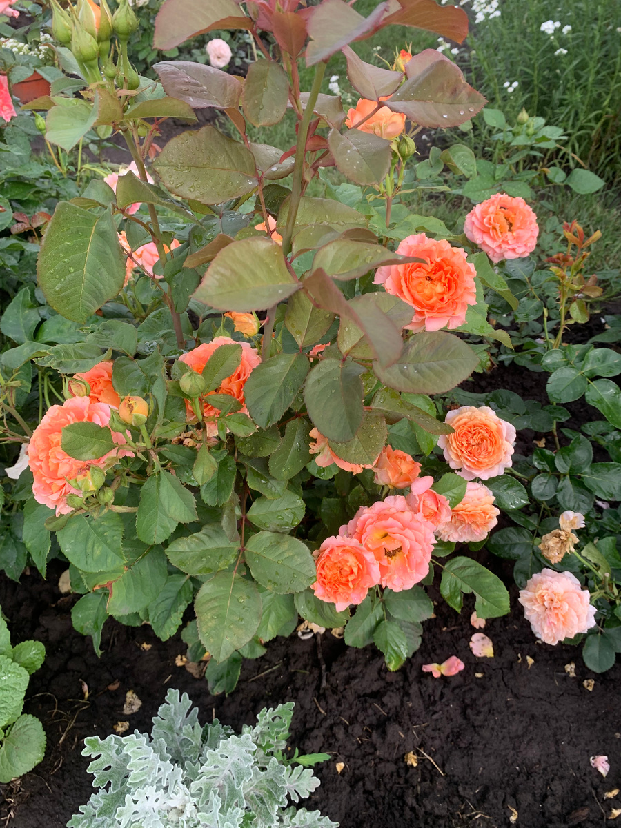 2. роза Вивьен Вествуд.