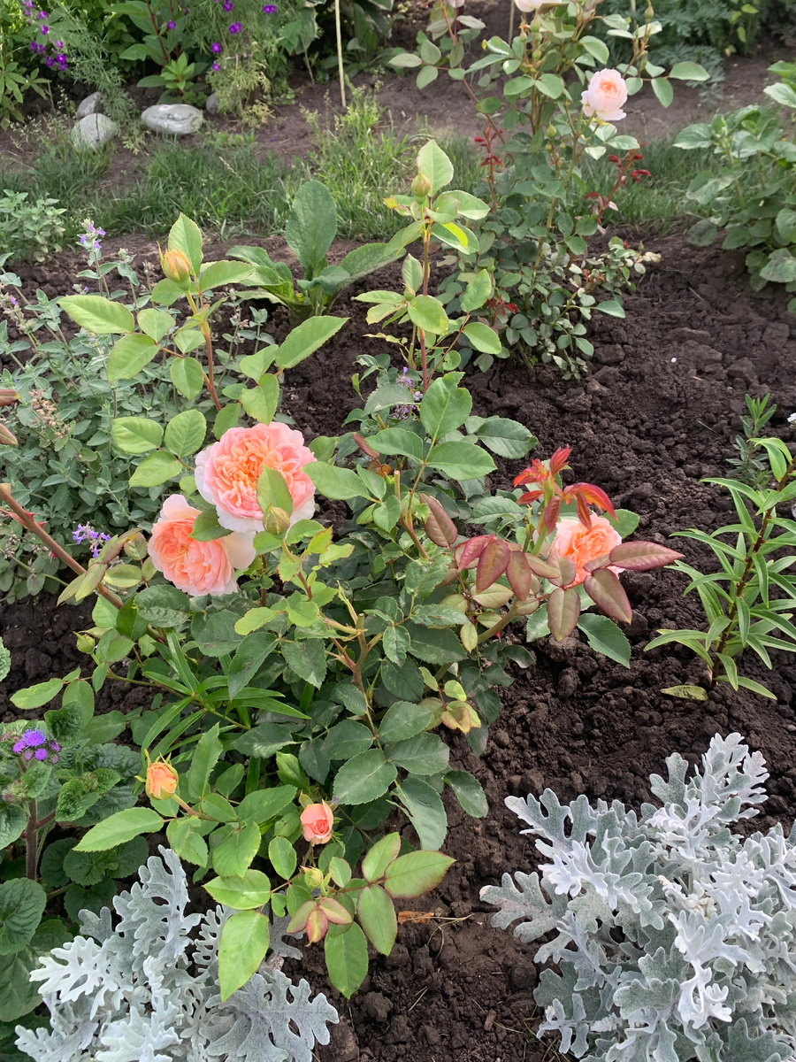 роза Эвелин, все фото автора.