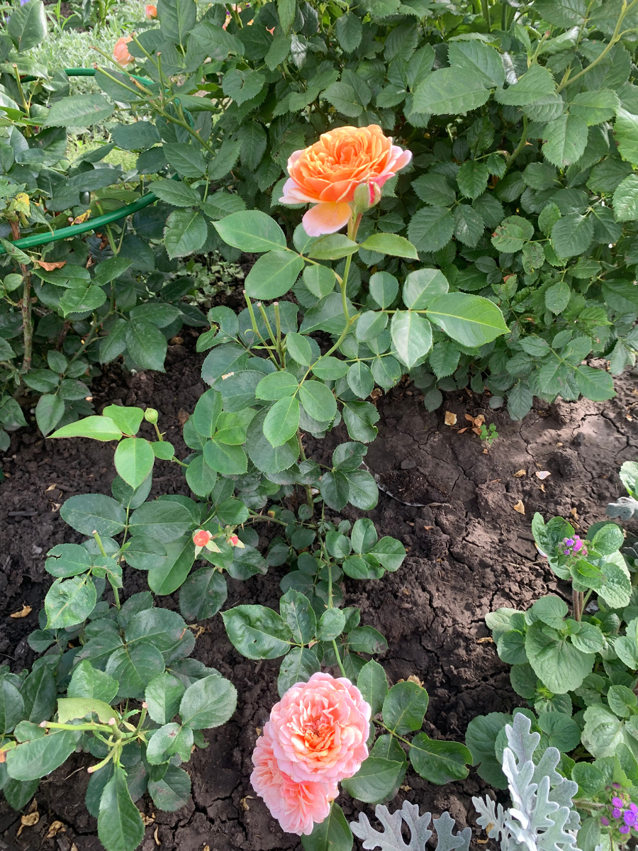 роза  Парфам д'Орлеанс,