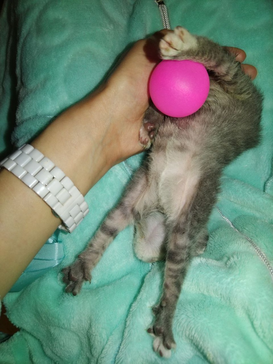 Зефирка проявила интерес к мячику