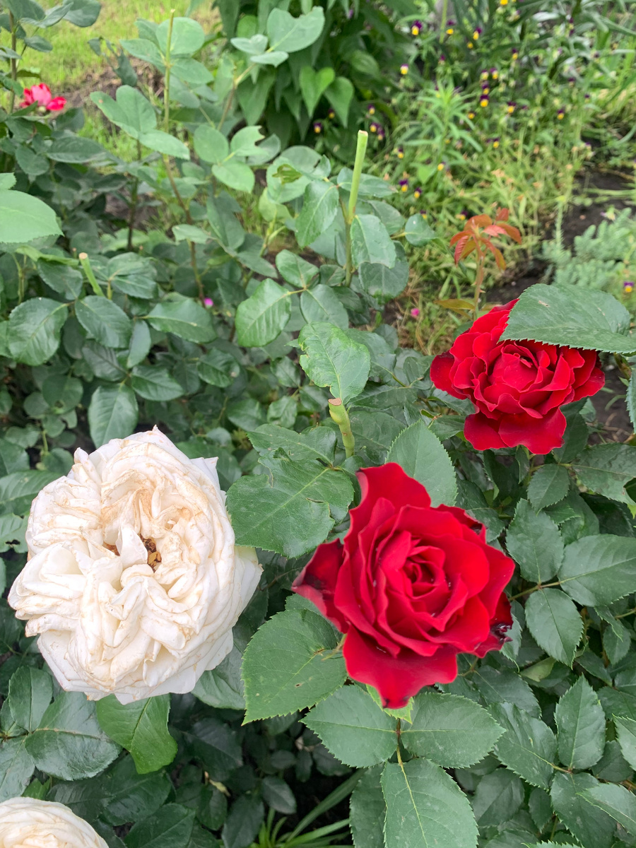 розы Омаж а Барбара и Ломоносов, все фото автора