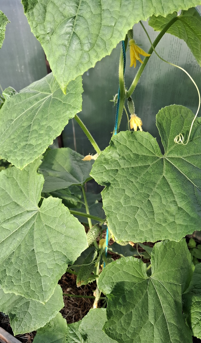 Завязи на огурцах много, главное, чтобы ничто не помешало им вырасти