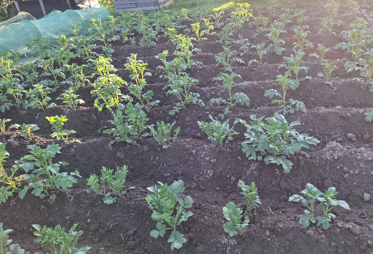 Картошка бодрячком