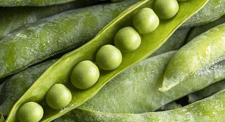    Фото: Новороссийский филиал ФГБУ ЦОК АПК