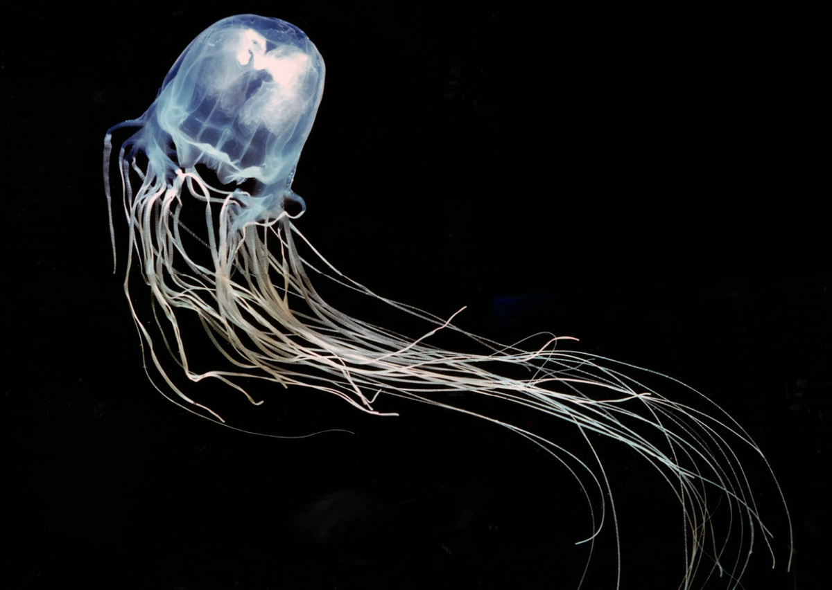 Кубомедуза