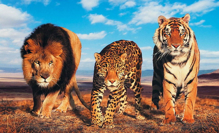 Большие кошки