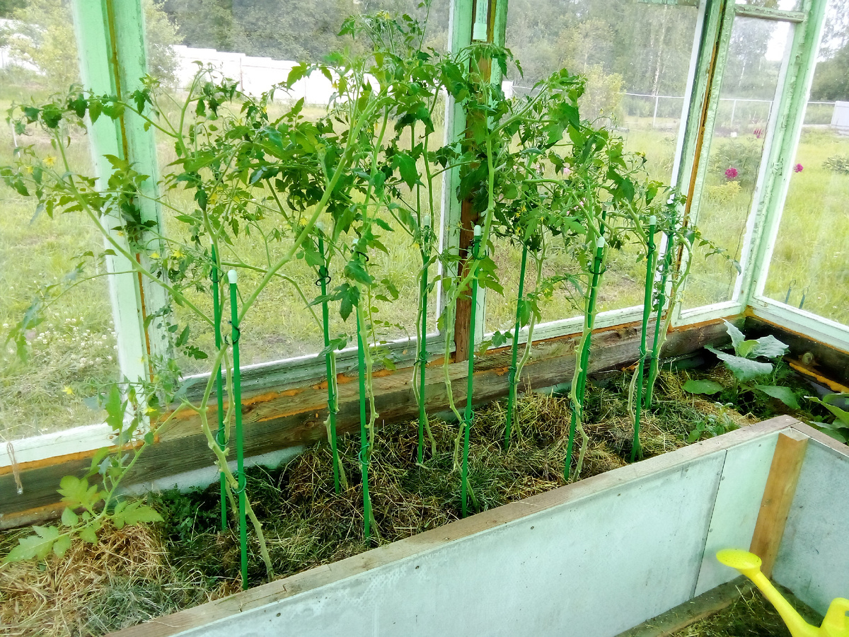 В статье все фото авторские. Помните фото из прошлой статьи? Какие там джунгли наросли за неделю - некоторые пасынки толщиной с основной ствол...