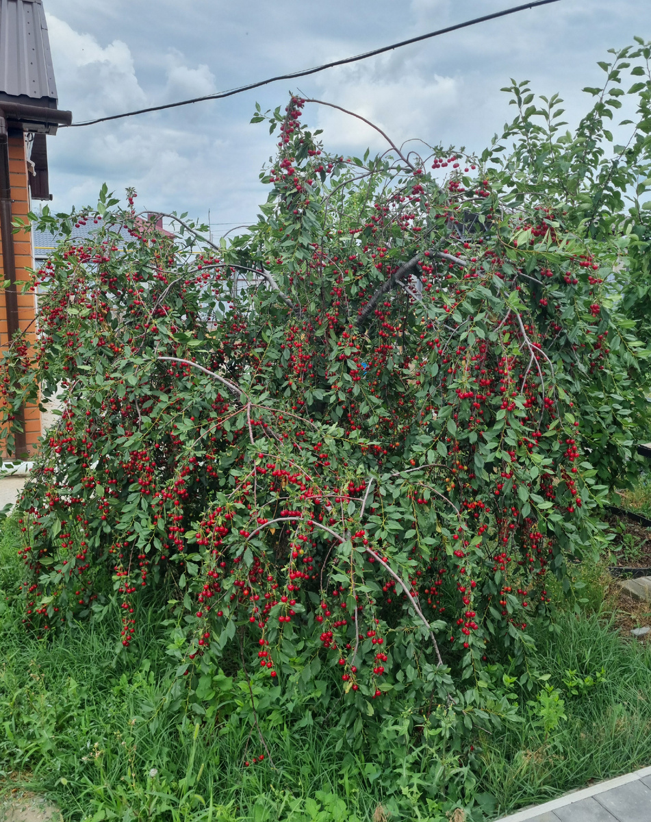 Моя безымянная урожайная вишня. Фото: Зеленая леди, сад, семья и томатный сок 