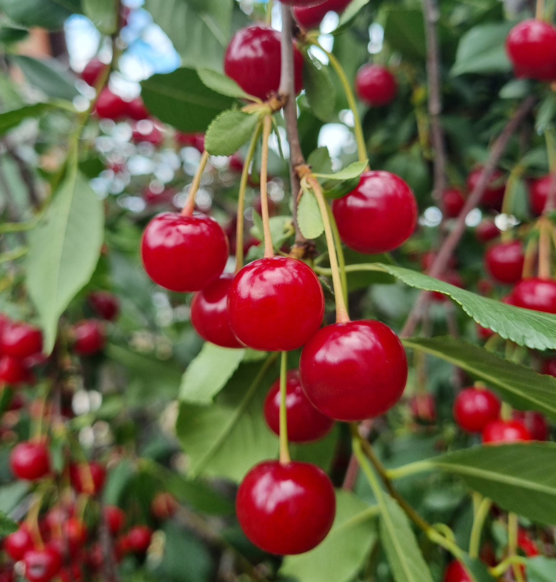 Моя кормилица вишенка. Фото: Зеленая леди, сад, семья и томатный сок 