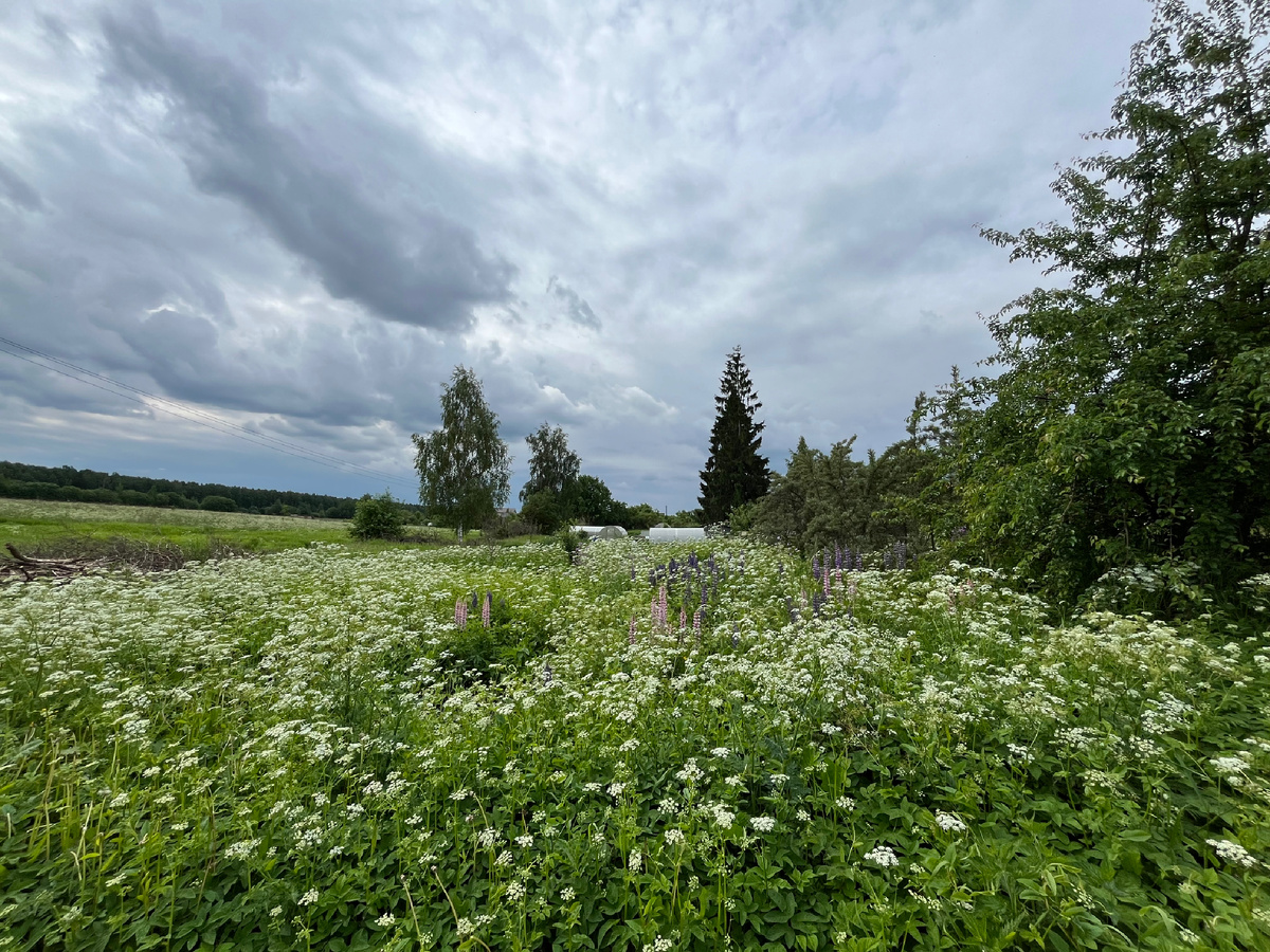 Да, это наш участок 😃