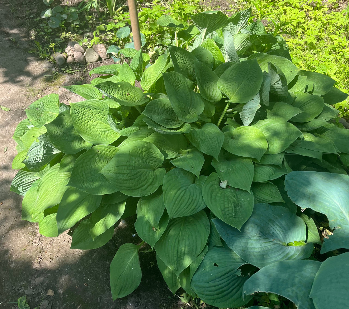 Звезда сегодняшней статьи