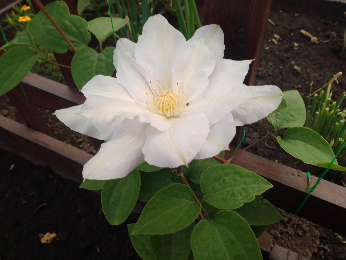 Махровый цветок