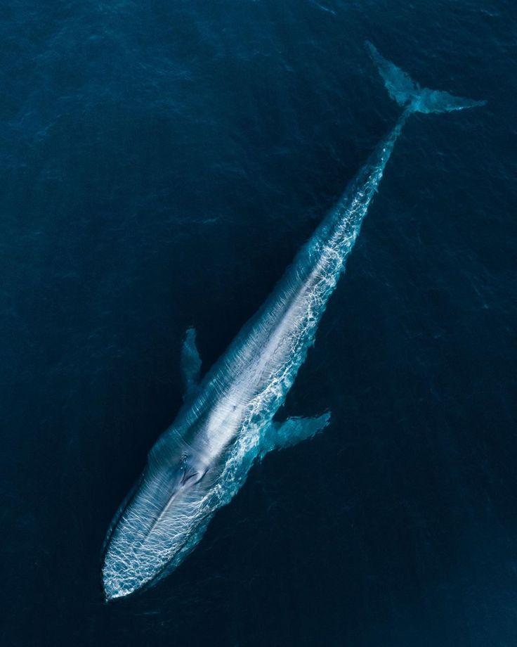 Фото сверху