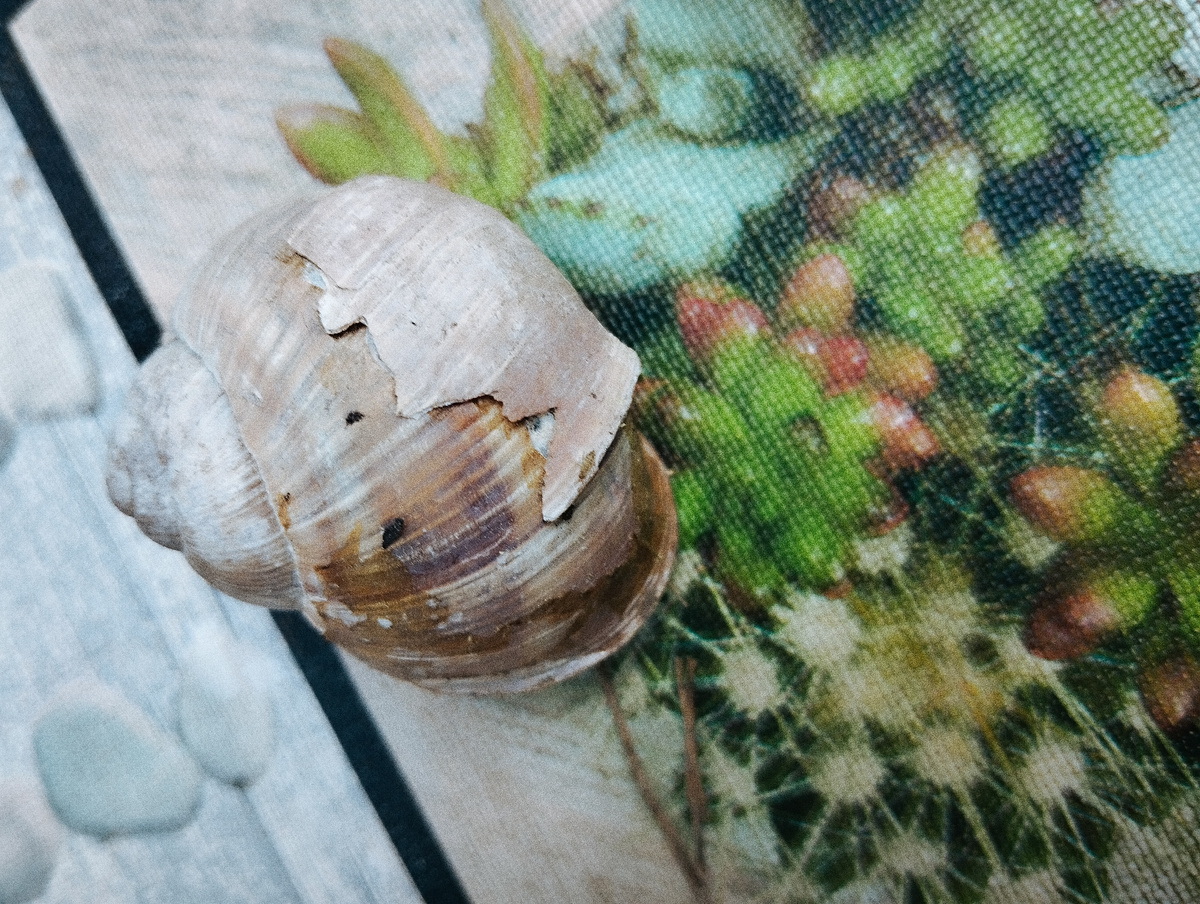 Улитка с протезом. Мое фото.