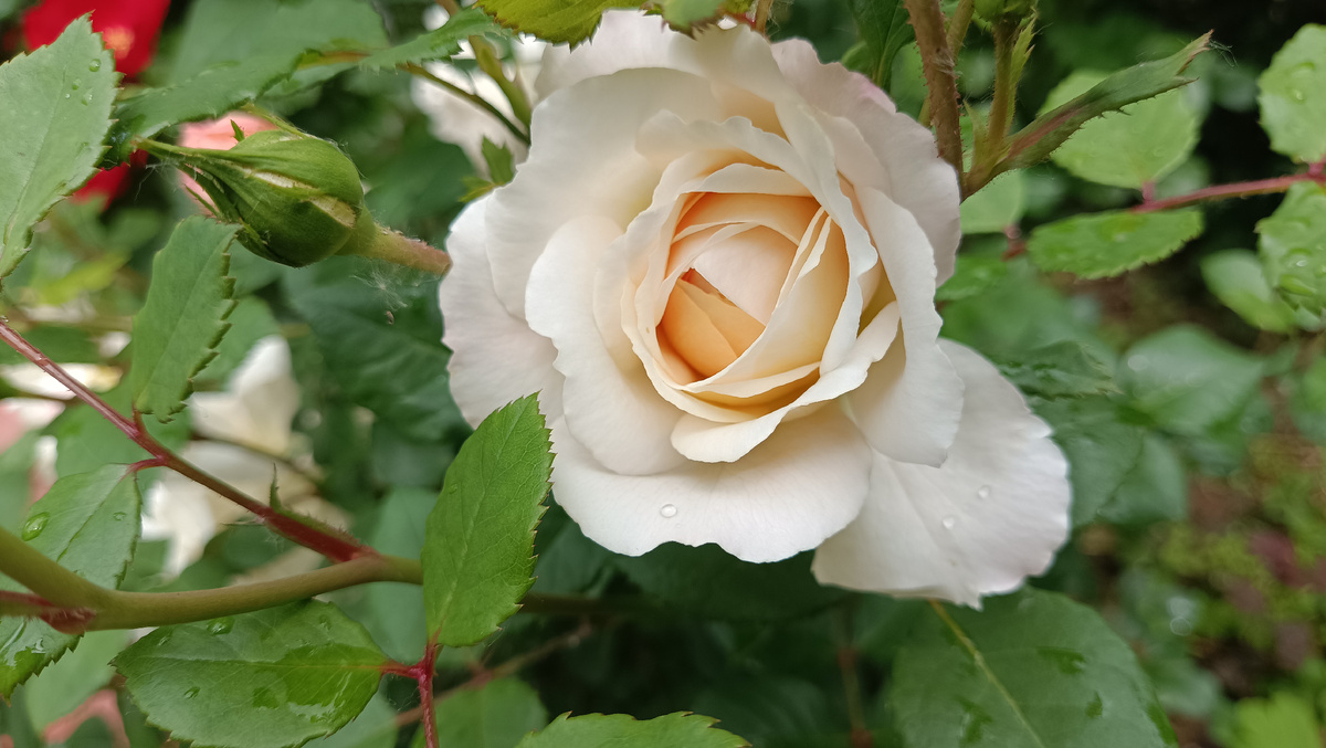 Крокус Роуз. 2025