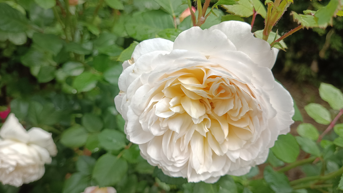 Крокус Роуз, 2025