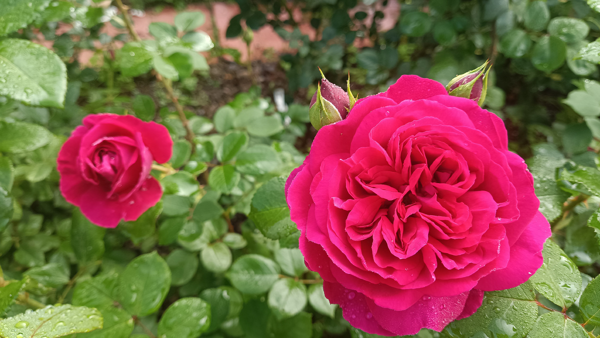 Л.Д. Брейтвейт, 2025