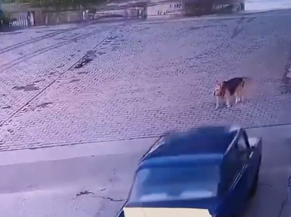    Фото: скриншот видео АСТ-54