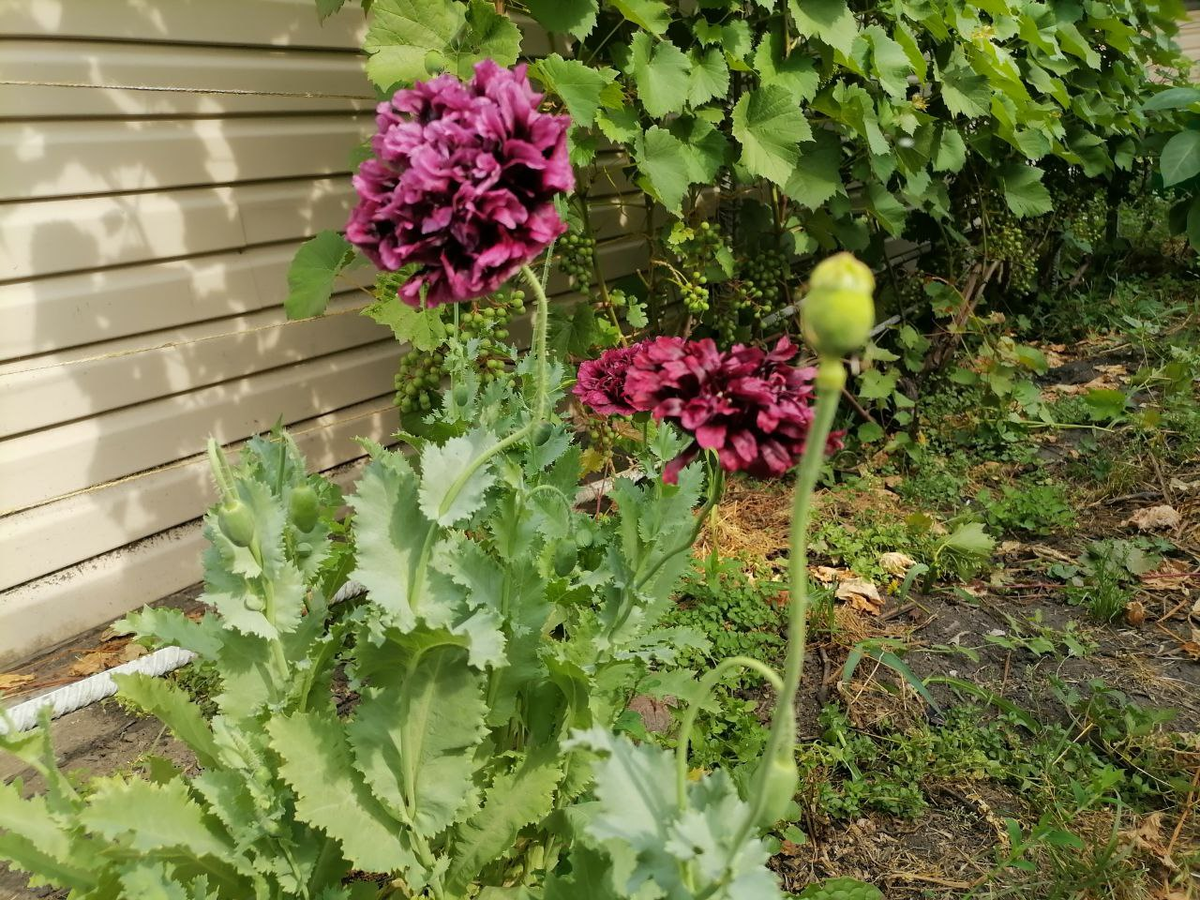 Мак пионовидный, семена от Престижа, фото автора