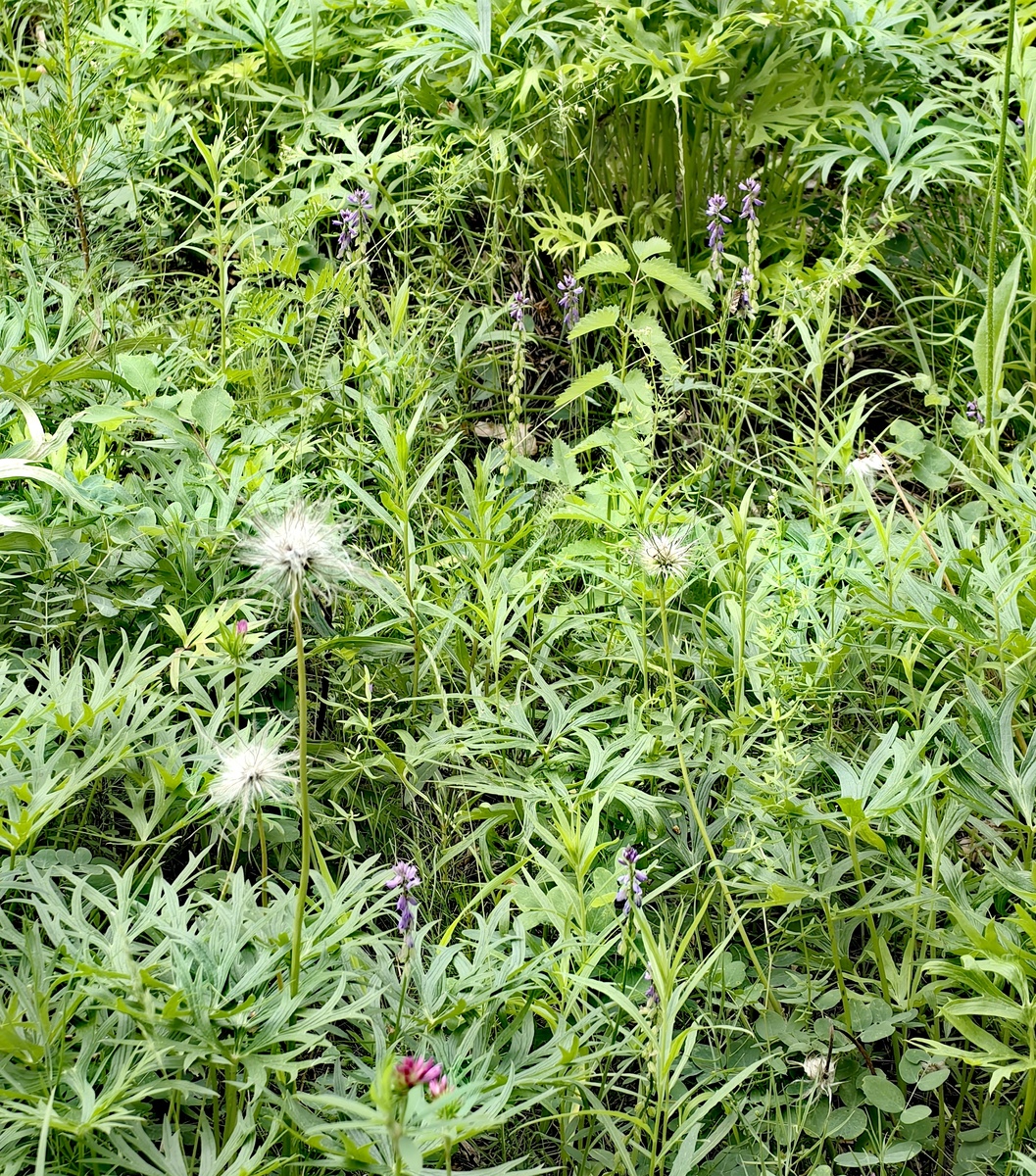 Разнотравье. Вертикали-прострелы