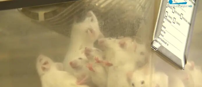    Фото: скриншот репортажа телеканала «Санкт-Петербург»