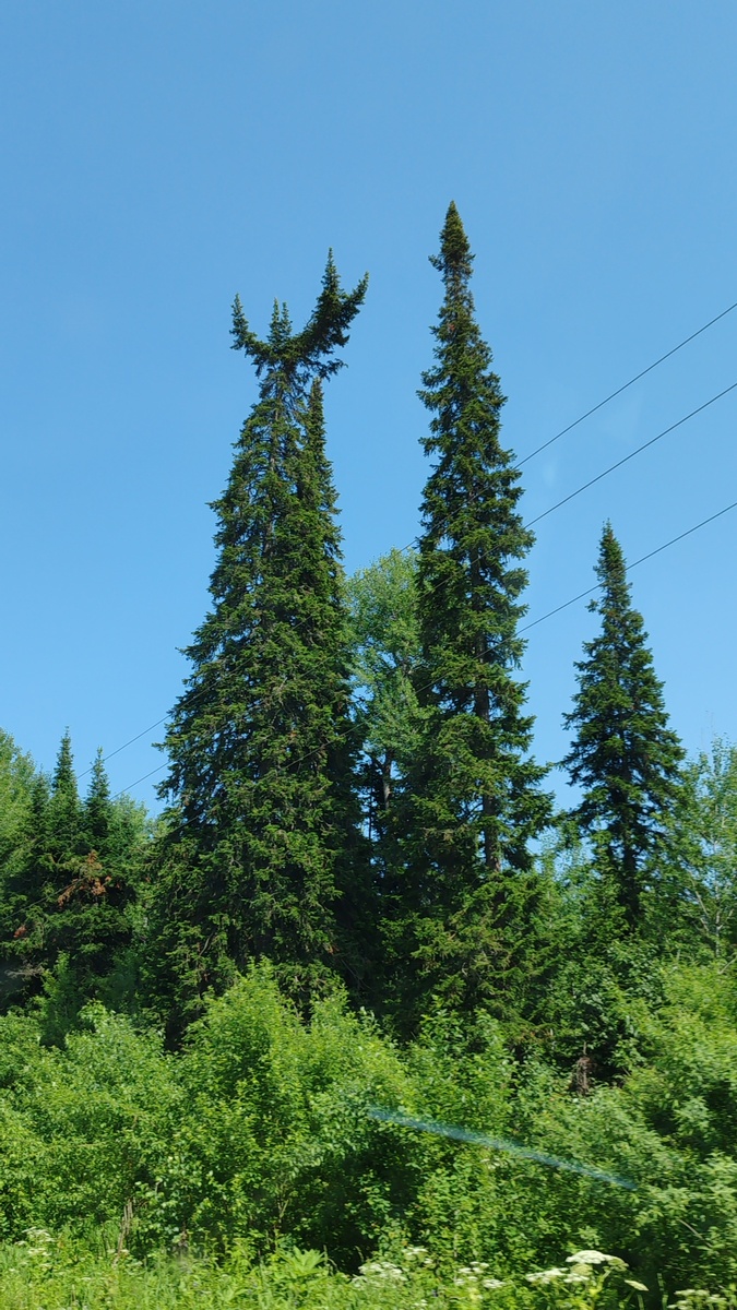 Сразу при въезде в тайгу нас встречает вот такая интересная ель