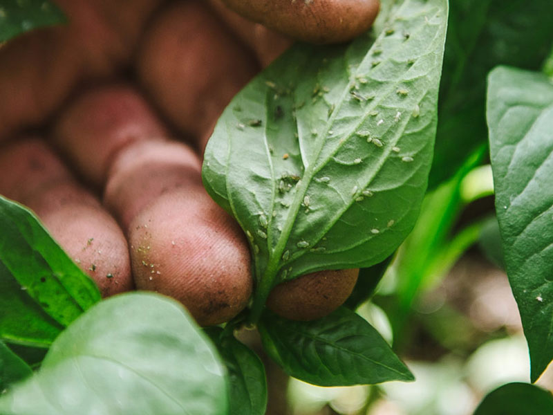 Тля на перце