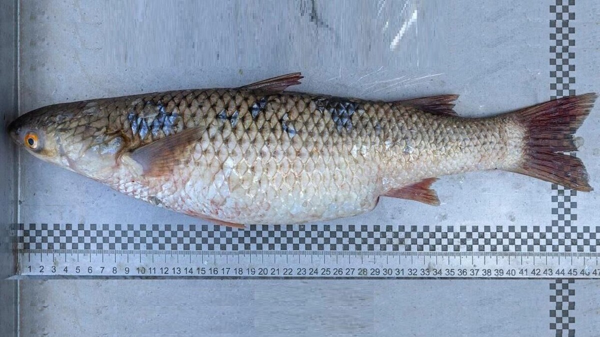     Автор: ssc-ras.ru