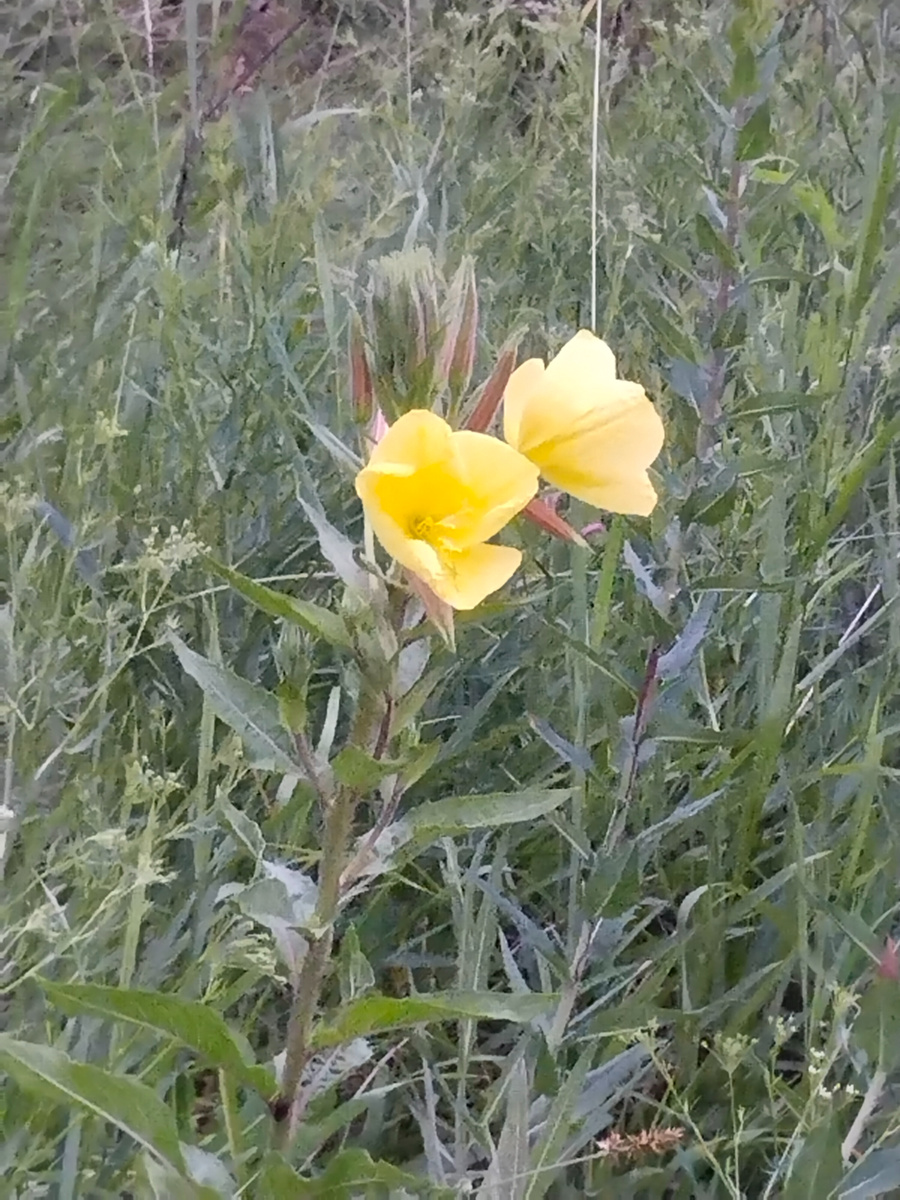 Тяжела жизнь мужа блогера... 🤣 Но я всё правильно сделала: сегодня эти цветы уже отцвели.