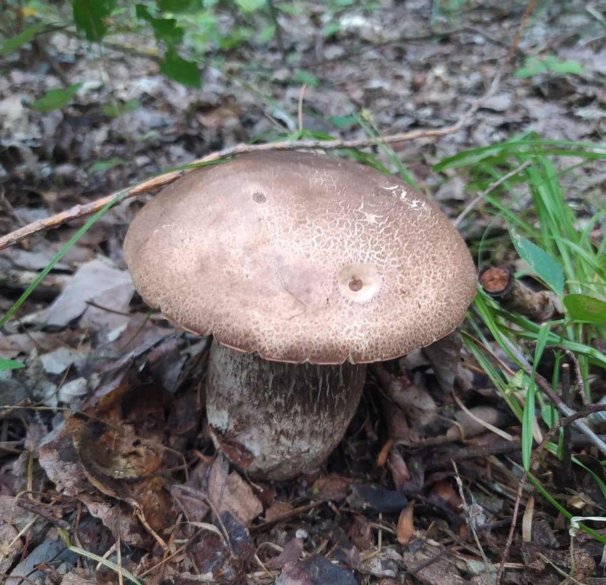 "Обабок", а попросту - твердоватый подберёзовик из Ростовской области (автор фото Wint)