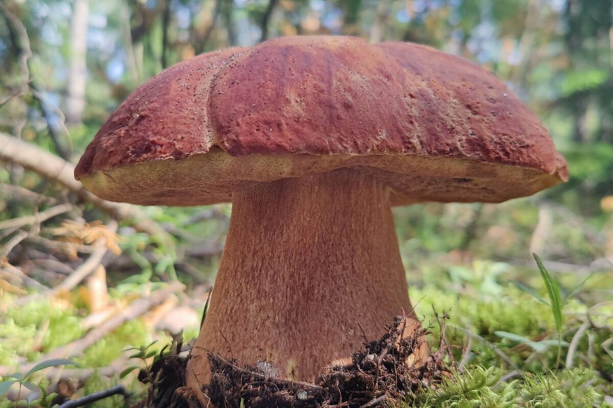 Даже если этот красавец заживо съеден - всё равно находка просто космических масштабов! (фото Екатерины Семешко)