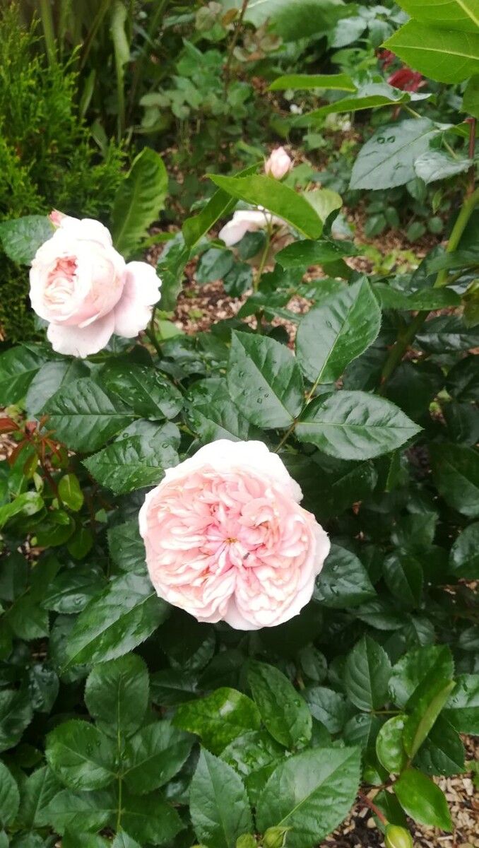 Шато Барбероллес