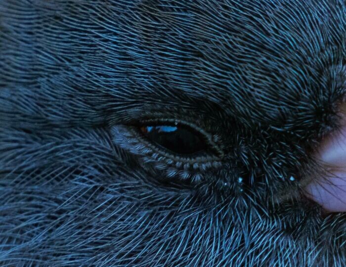 Вот почему то, что создает природа - гораздо круче любой нейросети