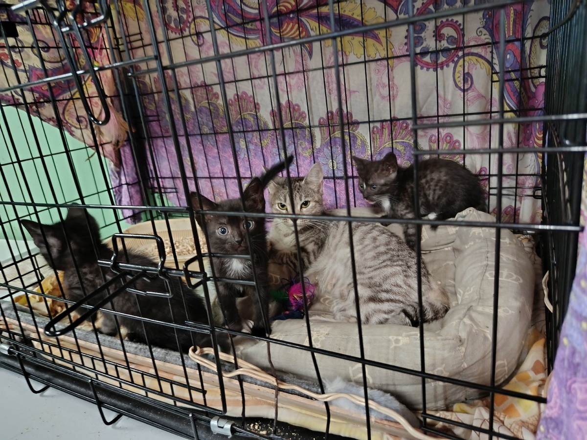 Семейку обрекли на гибель "добрые люди". 